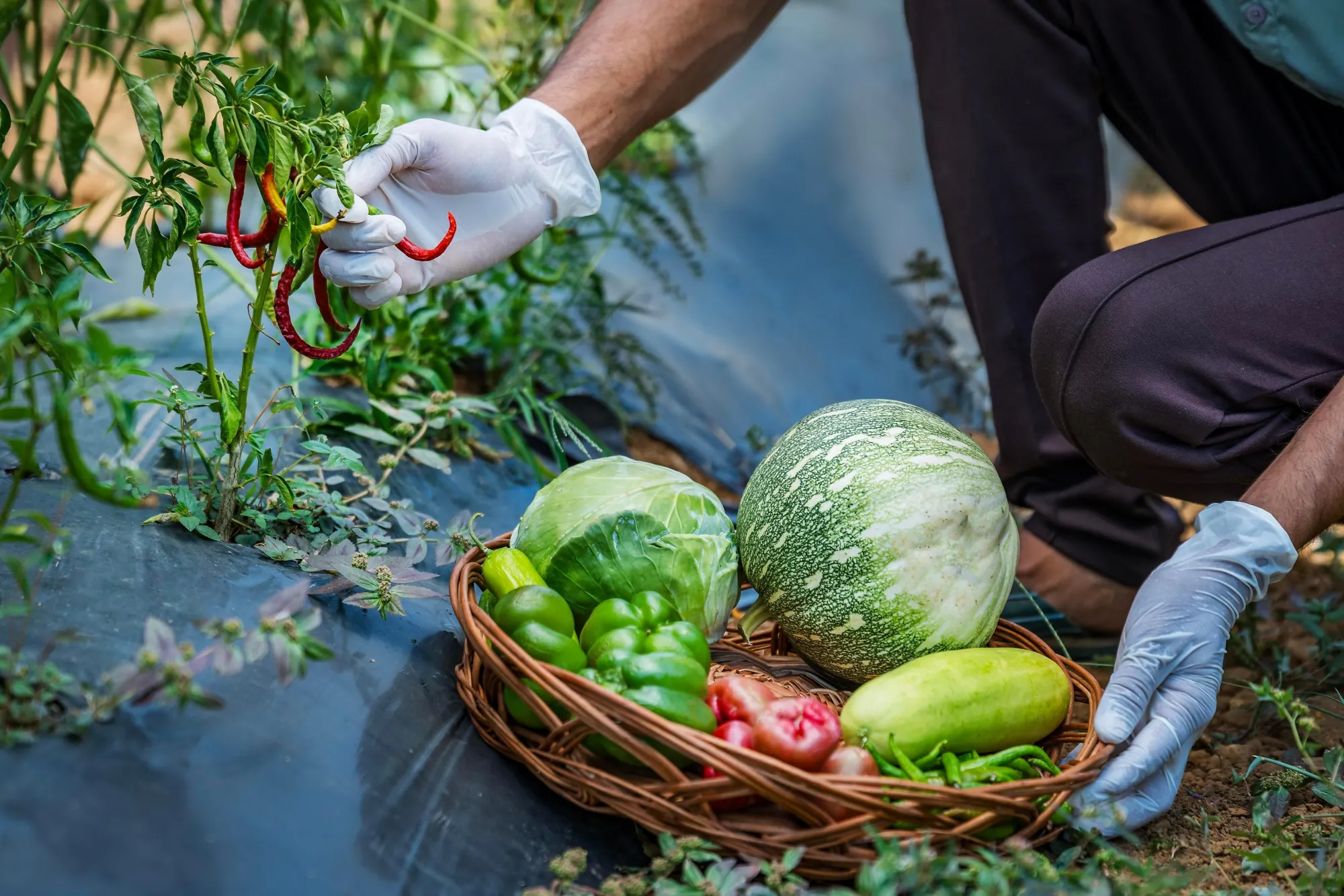 Chef's Table in the Fields